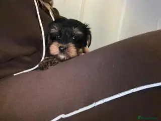 Yorkshire Terrier dogs 🌸 Stunning Yorkshire terrier puppies available 🌸 - Advert 4