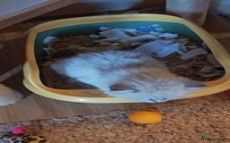 Siberian cats for sale: GCCF +TICA parents - Image 4