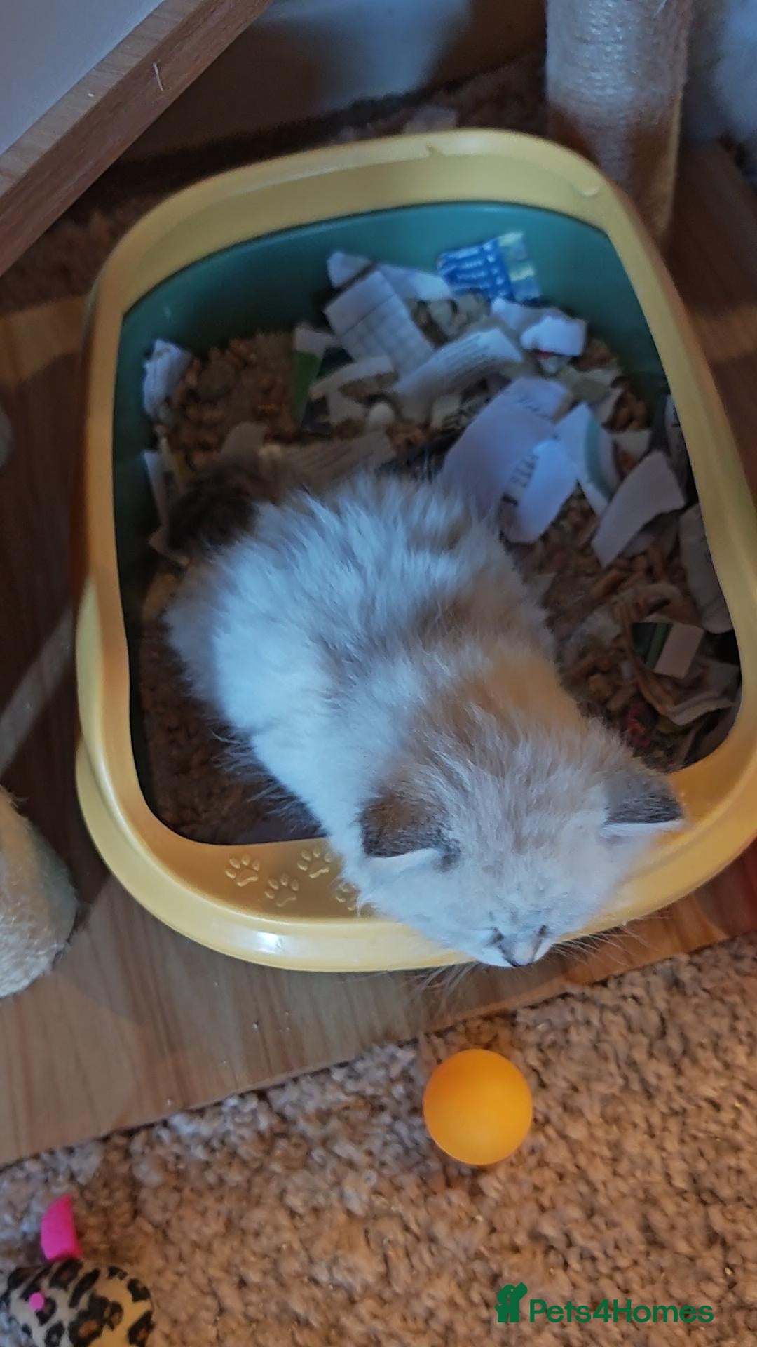 Siberian cats for sale: GCCF +TICA parents - Image 4