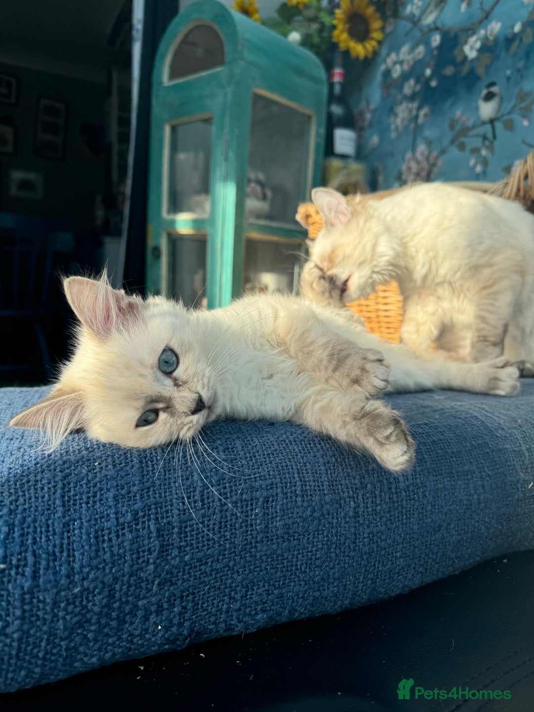Ragdoll cats for sale: 2 Ragdoll babies available… NOW  - Advert 12
