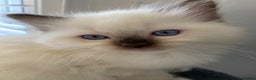 Ragdoll cats for sale: TICA REGISTERED PUREBRED RAGDOLL KITTENS AVAILABLE - Advert 34