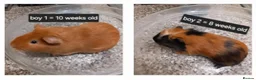 Guinea Pig rodents for sale: Baby guinea pigs ready now  - Advert 1