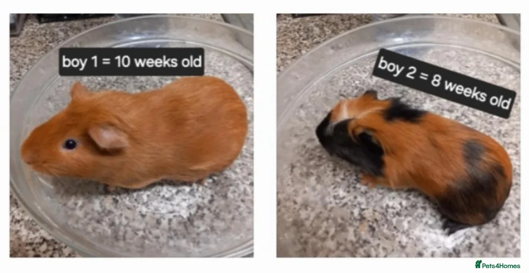 Guinea Pig rodents for sale: Baby guinea pigs ready now  - Advert 1