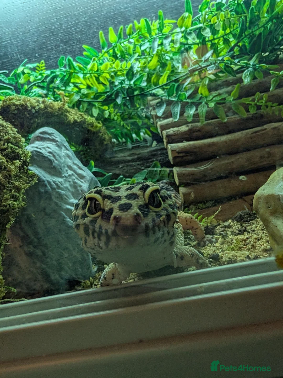 Leopard Gecko reptiles for sale: Little leopard gecko looking for a loving home in Sunderland - Advert 2
