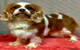 Cavalier King Charles Spaniel dogs for adoption: Angie: The Heart That Kept Beating  - Image 2