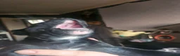 Mixed Breed dogs for sale: Beautiful American Bulldog × Staffie Mix Puppies in Glasgow - Advert 12