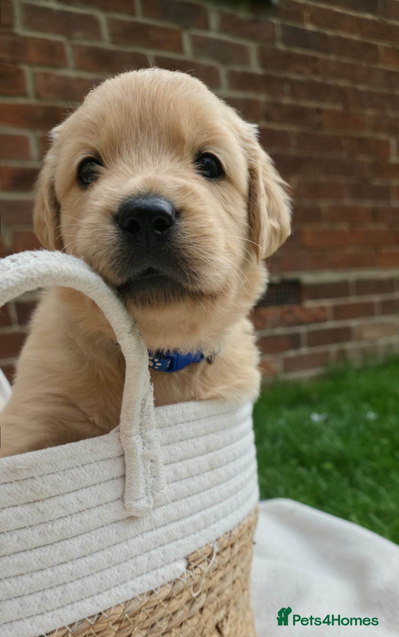 Golden Retriever dogs 5* Golden Retriver puppies - Advert 1