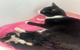 Mixed Breed cats for sale: Beautiful Black Kitten - Image 4
