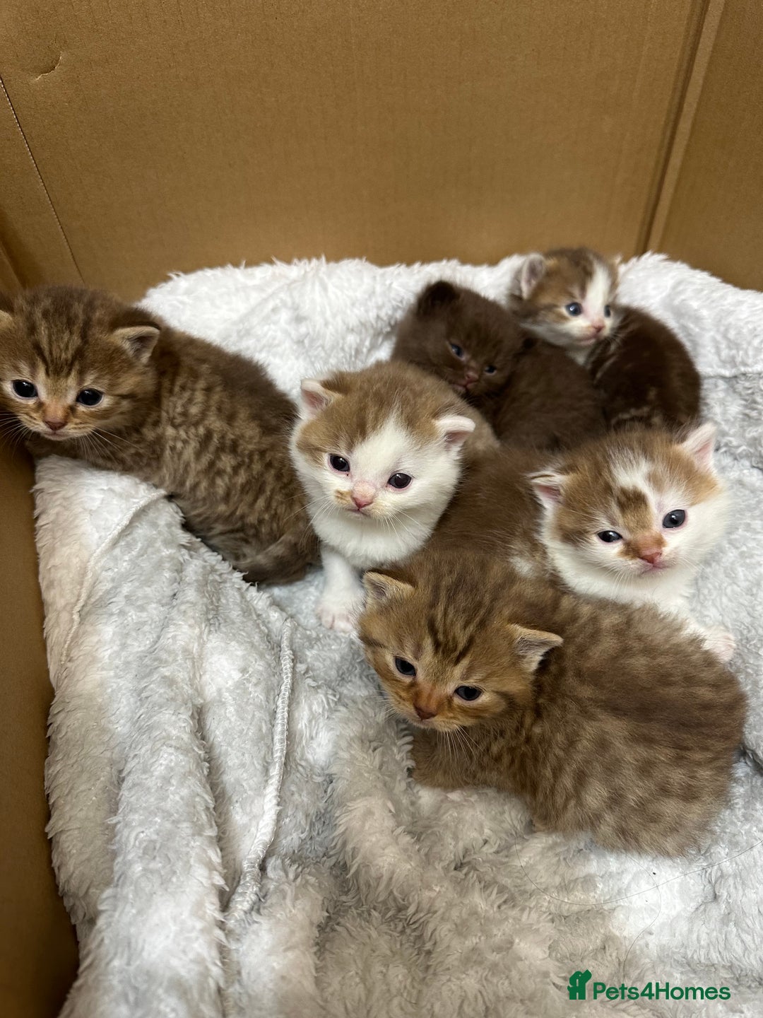 British Shorthair cats for sale: Kittens British shorthair mixed  - Image 8