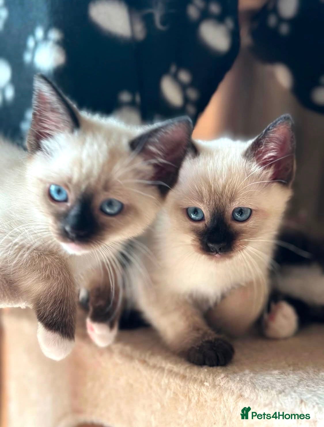 Ragamese cats SHORTHAIR AND LONGHAIR RAGDOLL-SIAMESE KITTENS - Advert 1
