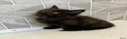 Maine Coon cats for sale: 🖤Beautiful Black Maine Coon Girl 3 Years old🖤 - Advert 4