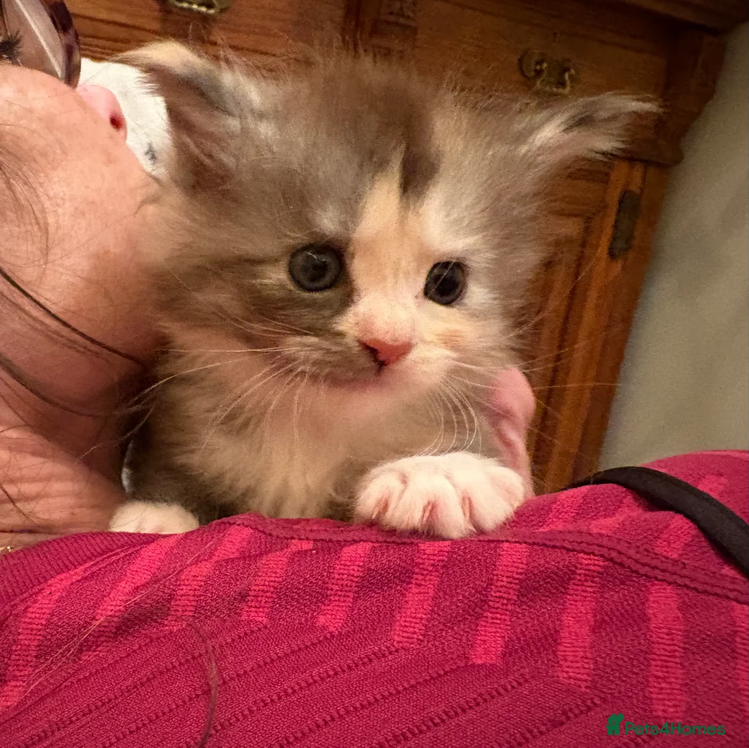 Maine Coon cats for sale: 6th Gen GCCF Pedigree Maine Coon Kitten - Advert 13