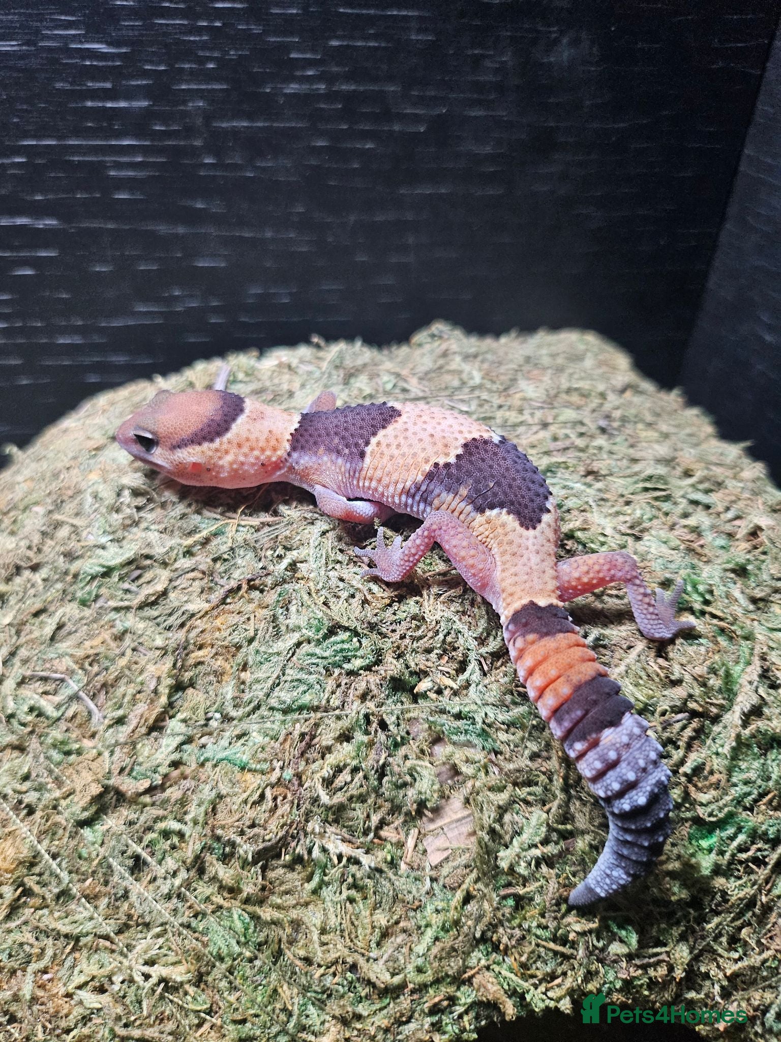 Leopard Gecko reptiles for sale: Baby leopard geckos  - Advert 19
