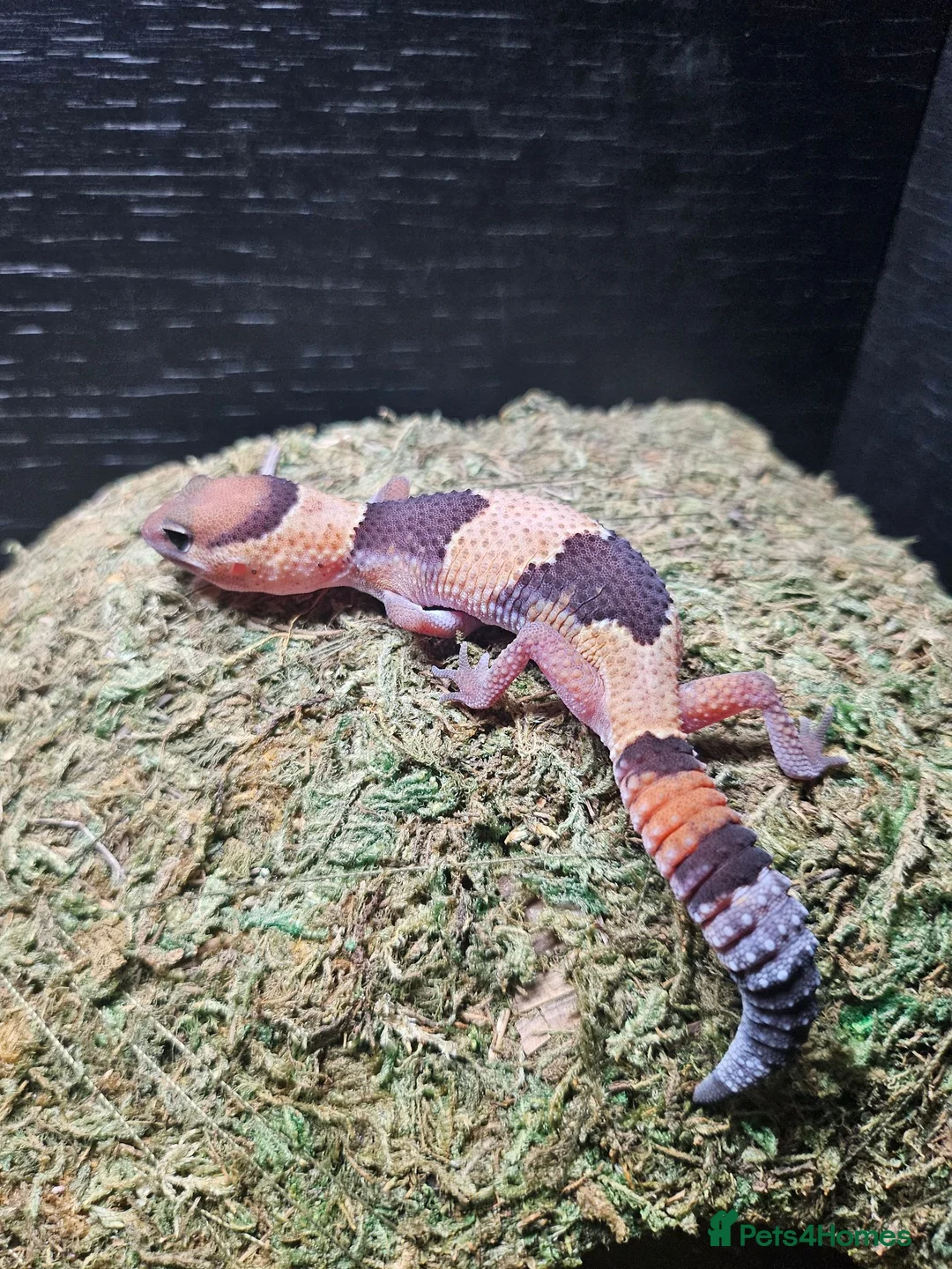Leopard Gecko reptiles for sale: Baby leopard geckos  - Advert 4