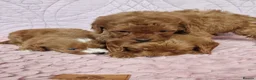 Cockapoo dogs for sale: Beautiful health clear Cockapoo's in Staines - Advert 15