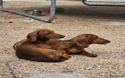 Dachshund dogs for sale: "READY GO STUNING 5 STANDARD DACHSHUND PUPPIES  - Image 16