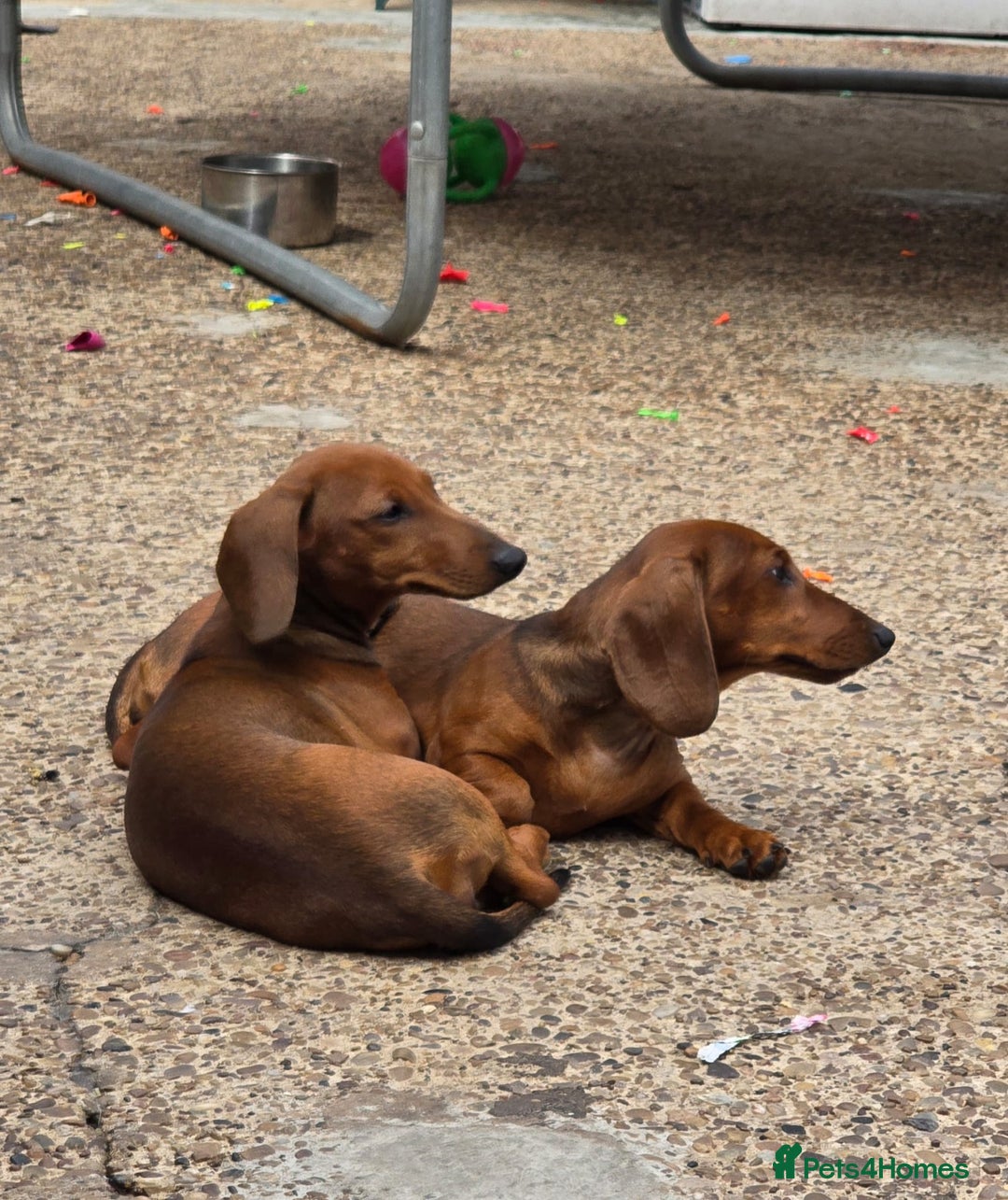 Dachshund dogs for sale: "READY GO STUNING 5 STANDARD DACHSHUND PUPPIES  - Image 16