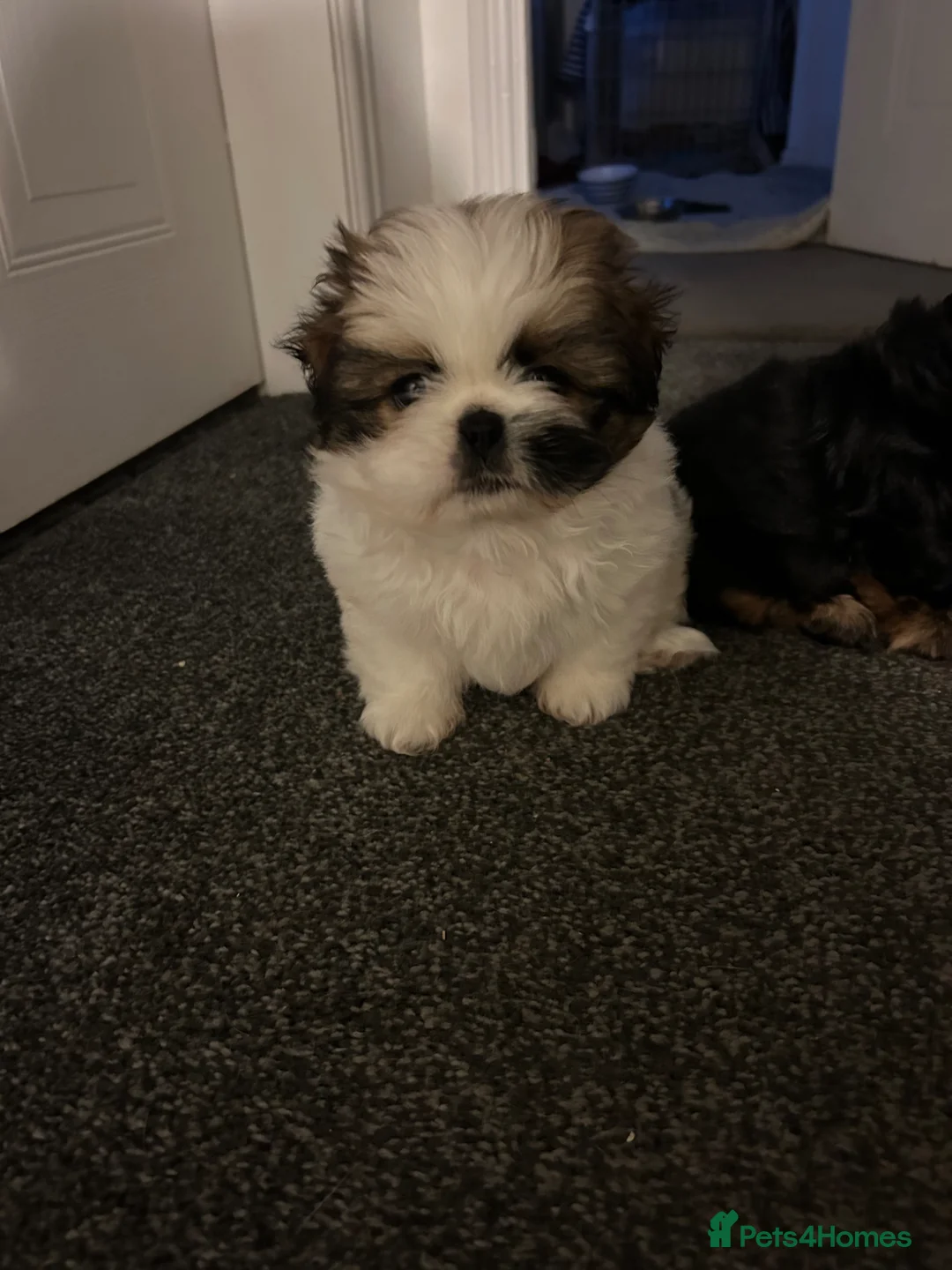 Shih Tzu dogs for sale: 3/4 Imperial Shih Tzu Girl Puppy - Advert 1