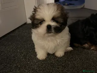 Shih Tzu dogs 3/4 Imperial Shih Tzu Girl Puppy - Advert 1