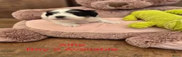Havanese dogs for sale: Gorgeous KC Havanese Puppies - Advert 2