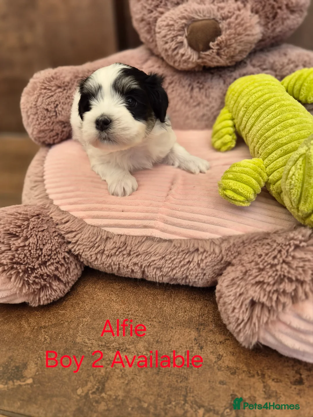Havanese dogs for sale: Gorgeous KC Havanese Puppies - Advert 2