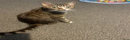 Mixed Breed cats for sale: Beautiful kittens looking for forever homes  - Advert 3