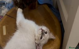 Siberian cats for sale: Siberians with wonderful personalities  - Image 3
