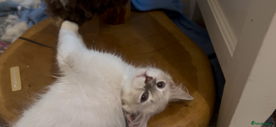 Siberian cats for sale: Siberians with wonderful personalities  - Image 3