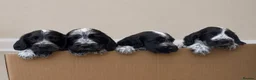 Cocker Spaniel dogs for sale: Mrs Judy Corcoran  in Northampton - Advert 1