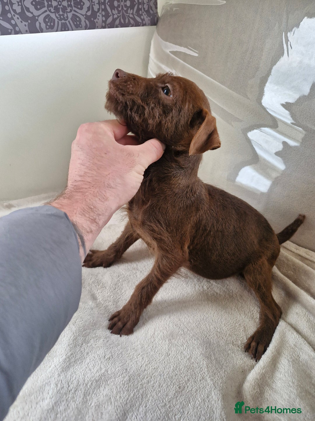 Patterdale Terrier dogs for sale: Patterdale Terrier pup - Image 3