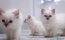 Ragdoll cats for sale: Ready Now GCCF Ragdoll Kittens Irresistibly Cuddly - Image 21
