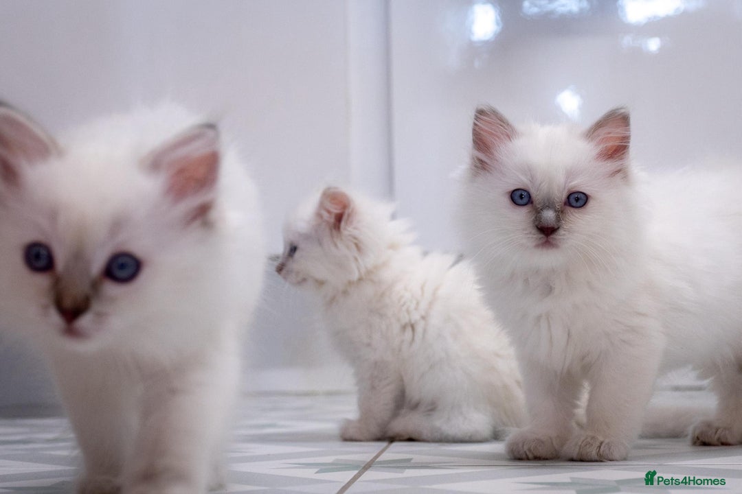 Ragdoll cats for sale: Ready Now GCCF Ragdoll Kittens Irresistibly Cuddly - Image 21