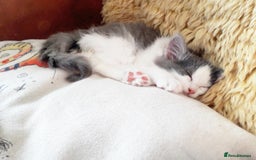 Ragdoll cats for sale: Maincoon ×Ragdoll (Ragcoon) kittens  - Image 23