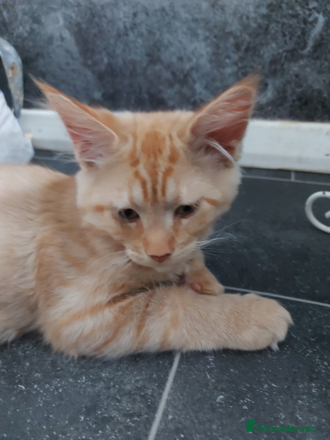 Maine Coon cats for sale: Maine coon x sphynx kittens - Image 15