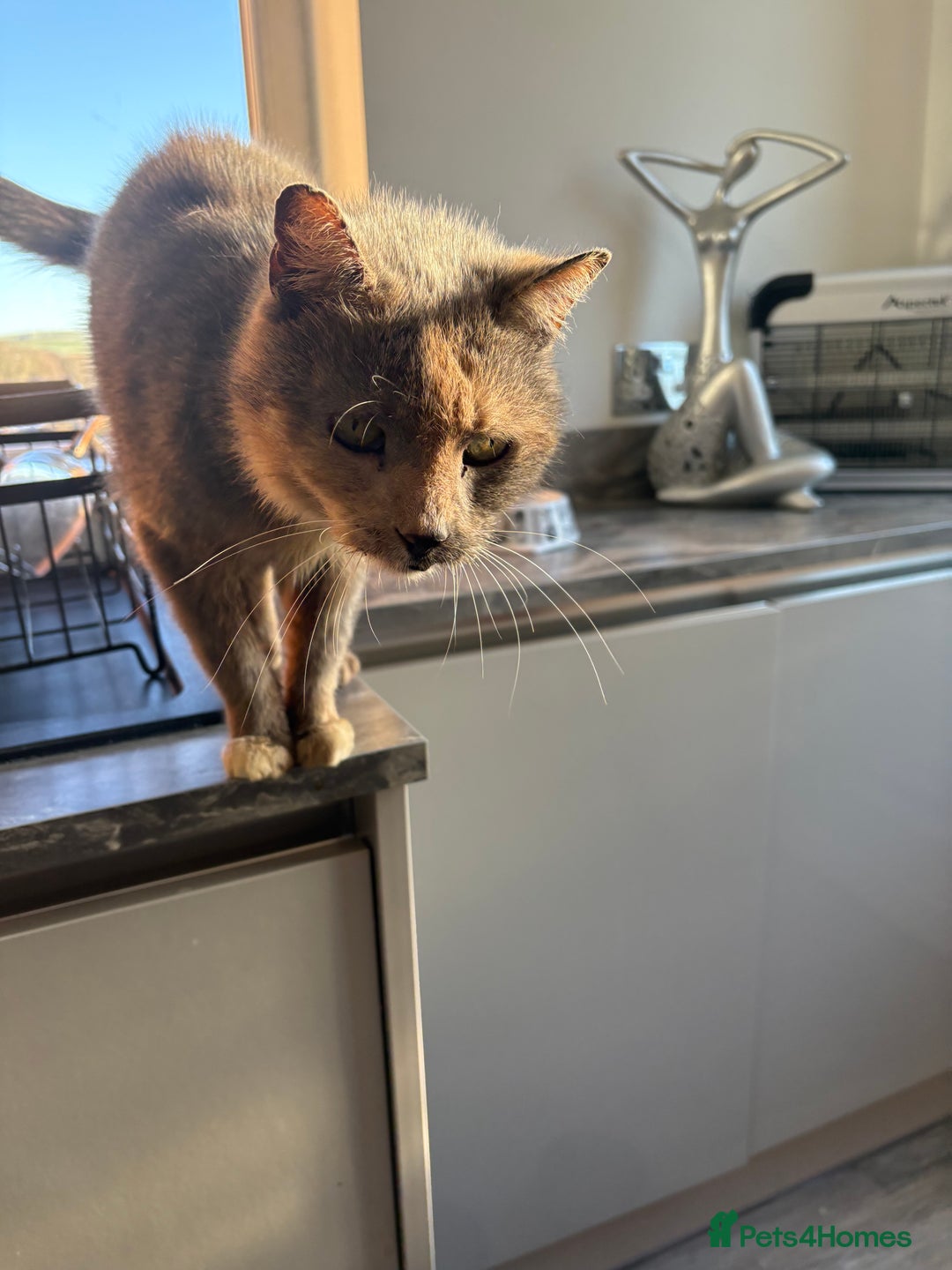 Domestic Shorthair cats for sale: Cat  **  - Advert 1