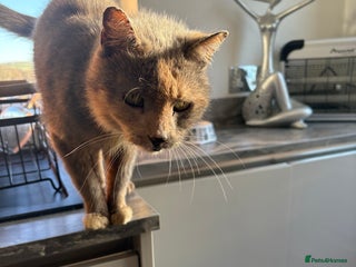 Domestic Shorthair cats Cat ** - Advert 6