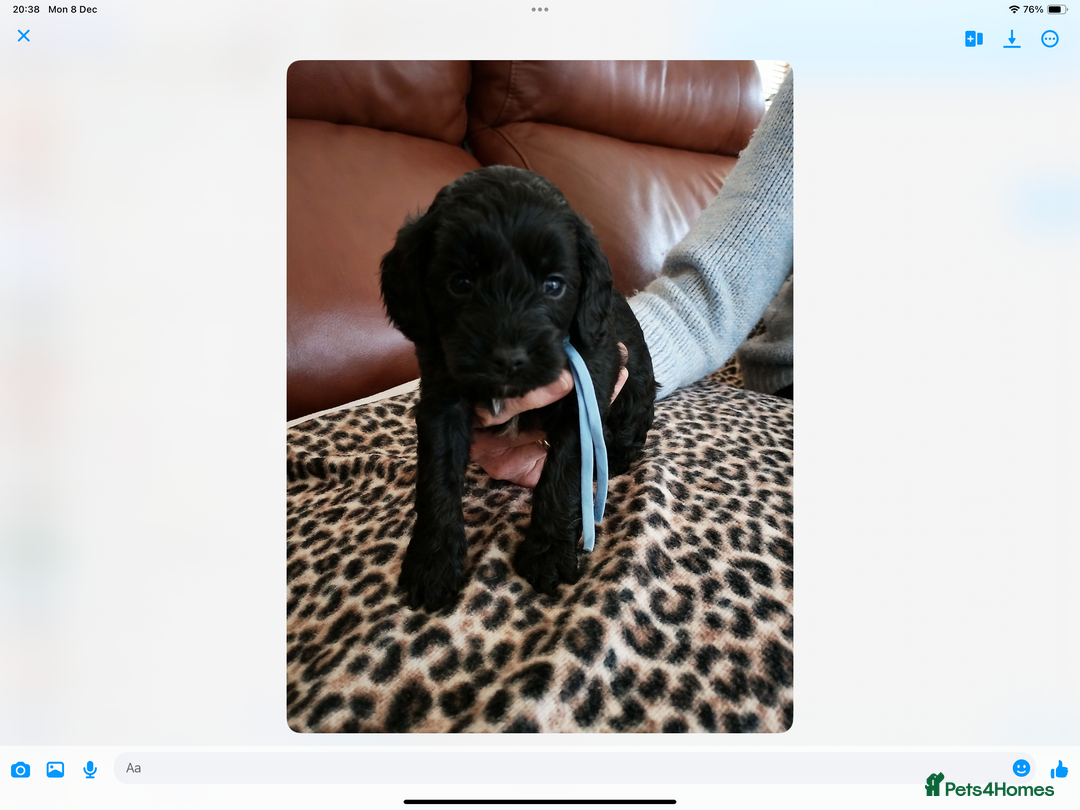 Mixed Breed dogs for sale: COCKALIERPOOS - Advert 15