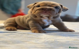 English Bulldog dogs for sale: Stunning KC Registered English Bulldog Puppies - Image 18