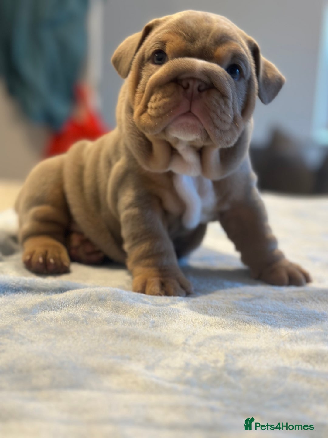 English Bulldog dogs for sale: Stunning KC Registered English Bulldog Puppies - Image 18