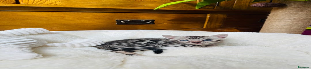 Bengal Kitten 4
