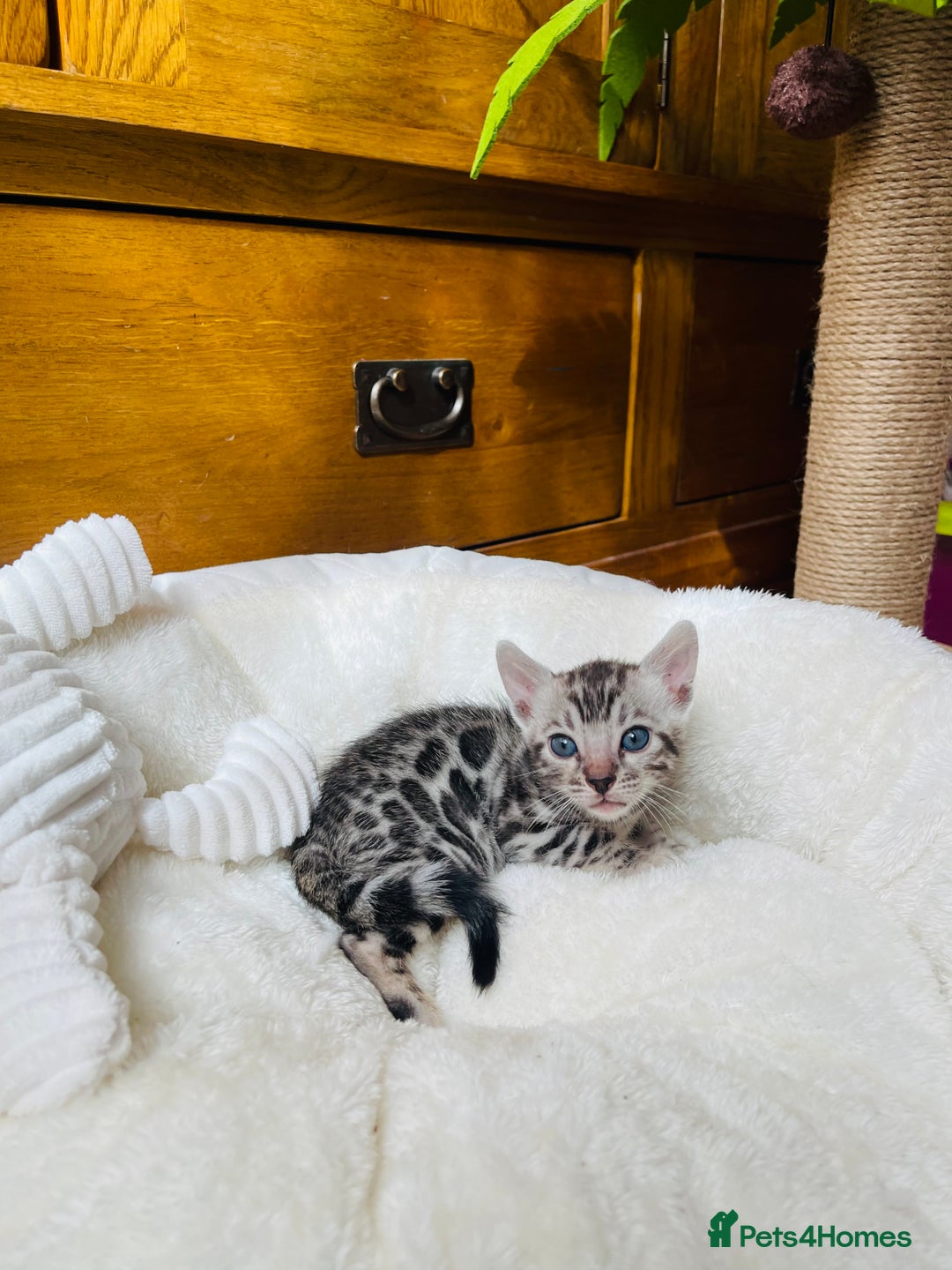 Bengal cats for sale: 💎💎💎 Luxury Bengal Kittens Available  - Image 23