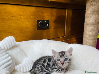 Bengal cats 💎💎💎LUXURY Bengal Kittens Available - Advert 11