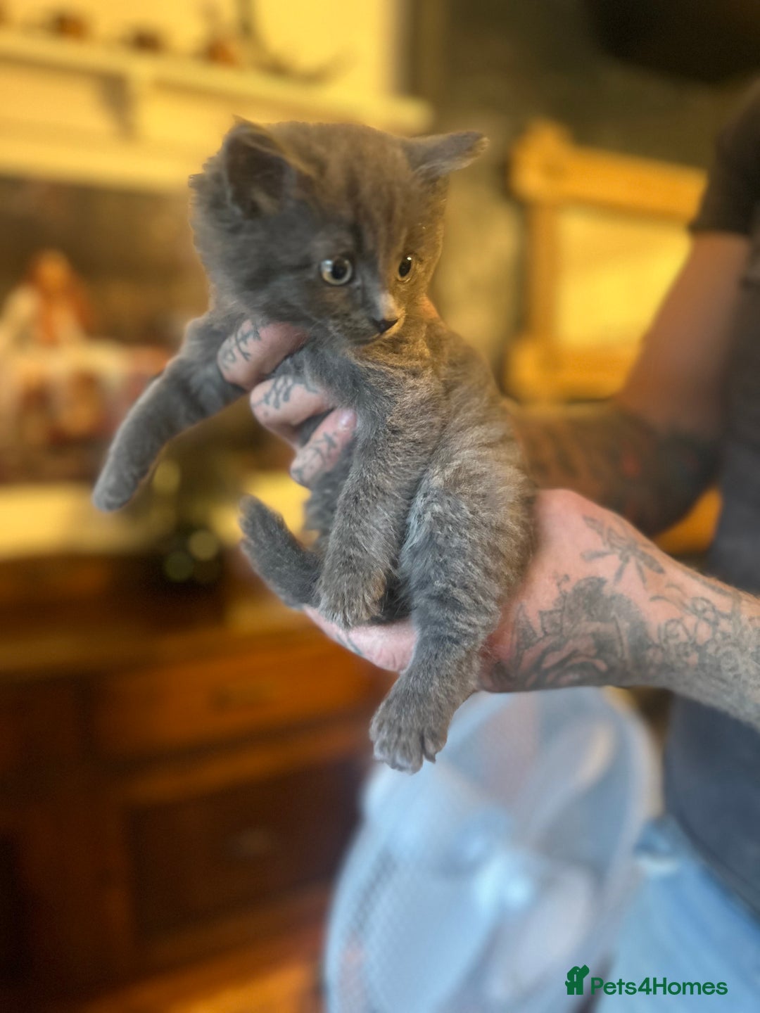 Nebelung cats for sale: 5 beautiful kittens available  in Bradford - Image 19