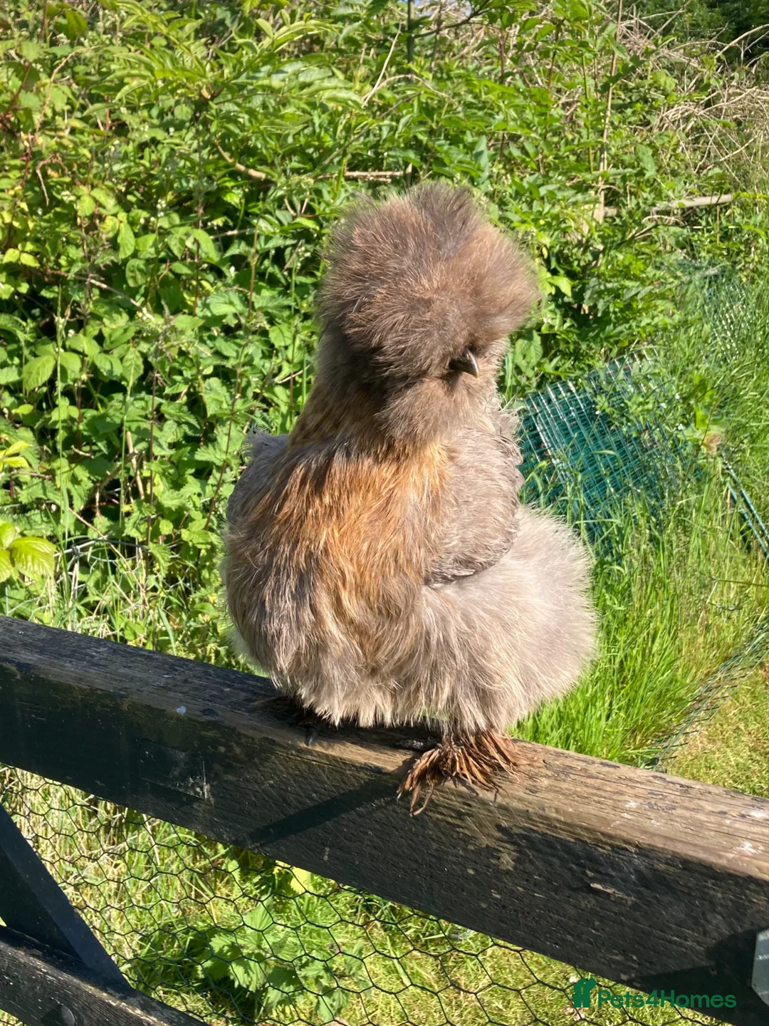 Chickens poultry for sale: Pure bred silkie hatching eggs & chicks in Lifton - Advert 1