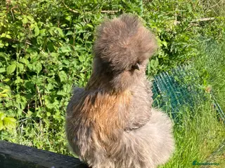 Chickens poultry Pure bred silkie hatching eggs & chicks - Advert 1