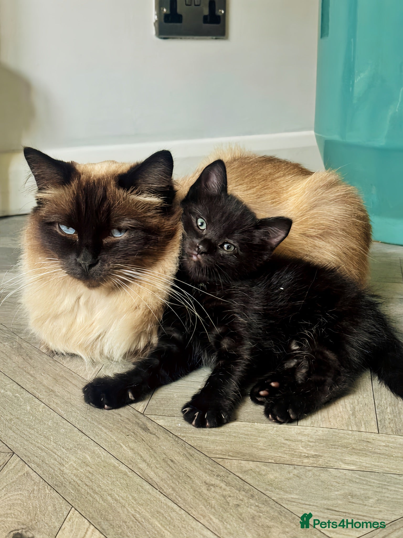 Ragdoll cats Beautiful Ragdoll X Kittens  - Advert 1