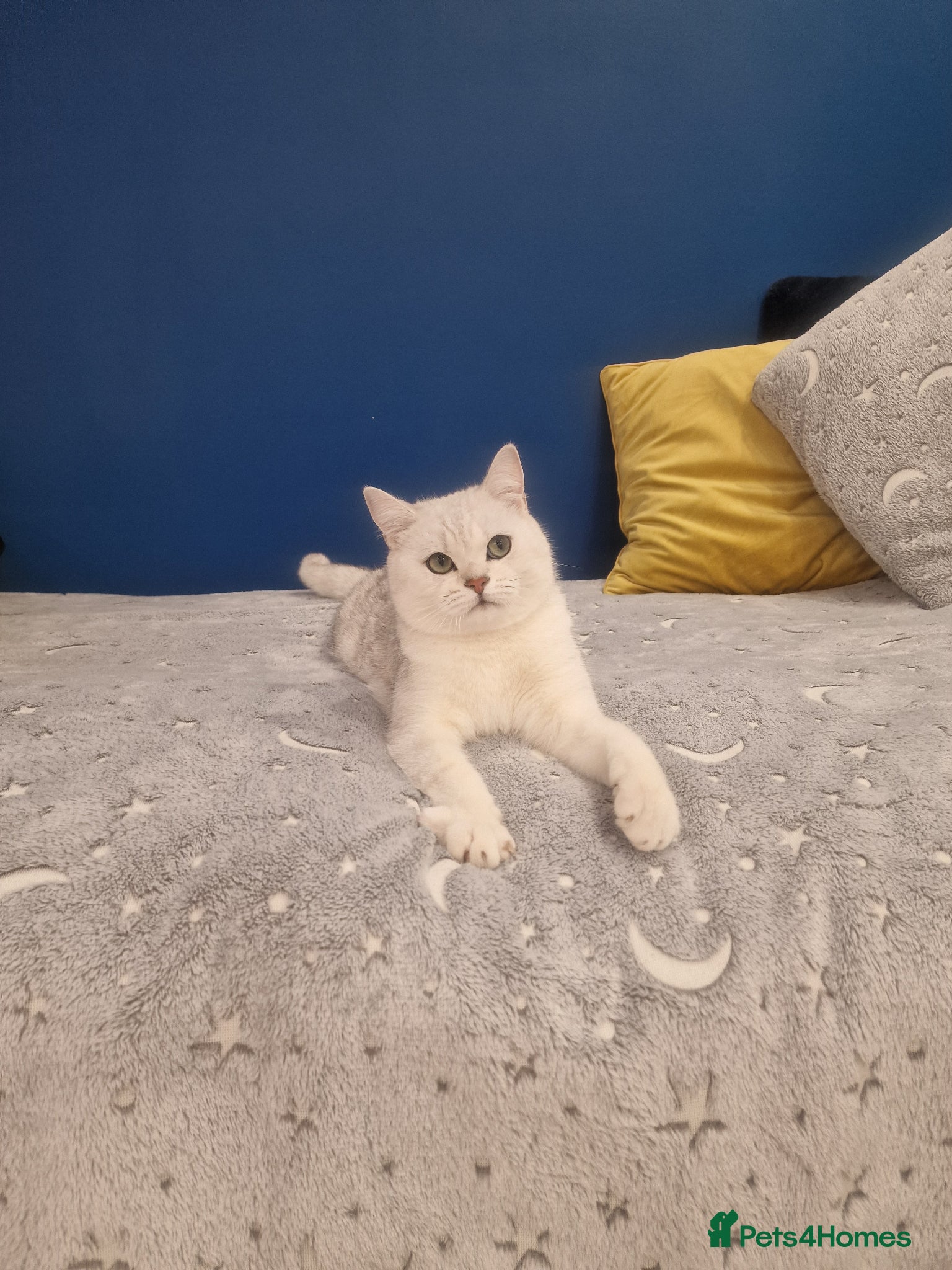 British Shorthair cats Amasing boy British Shorthair Silver Chinchilla  - Advert 3