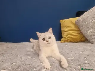 British Shorthair cats Amasing boy British Shorthair Silver Chinchilla - Advert 3