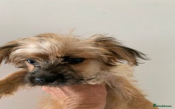 Mixed Breed dogs for sale: Bichon x Jack Russell READY NOW - Image 4