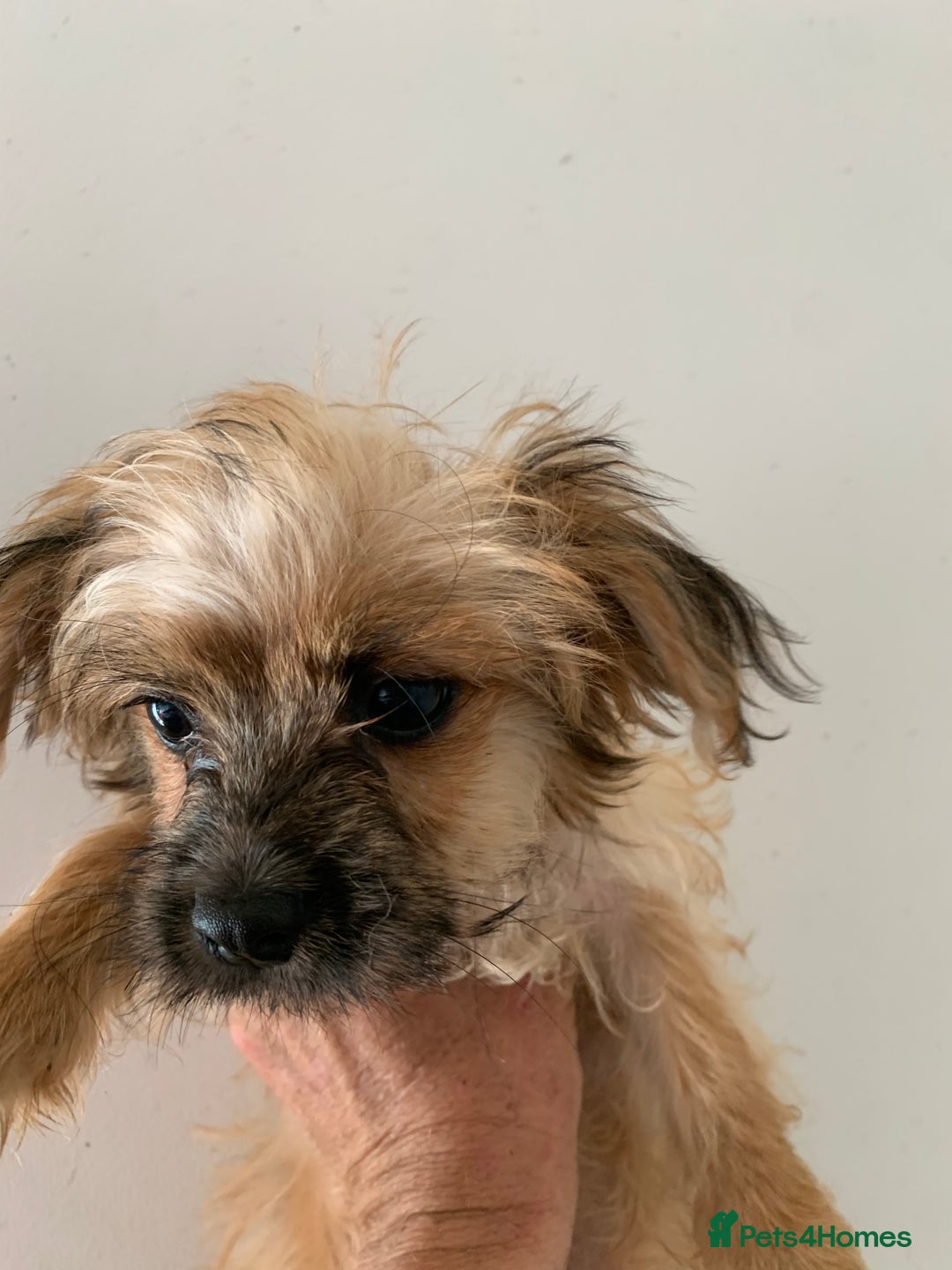 Mixed Breed dogs for sale: Bichon x Jack Russell READY NOW - Image 4